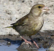 European Greenfinch