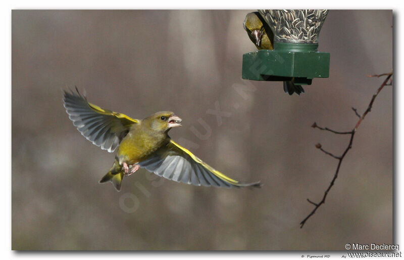 European Greenfinch, identification, Flight, feeding habits