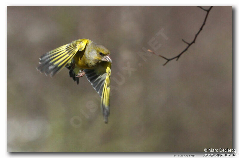 European Greenfinch, Flight