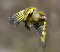 European Greenfinch