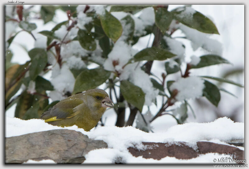 European Greenfinch, feeding habits, eats