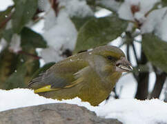 European Greenfinch