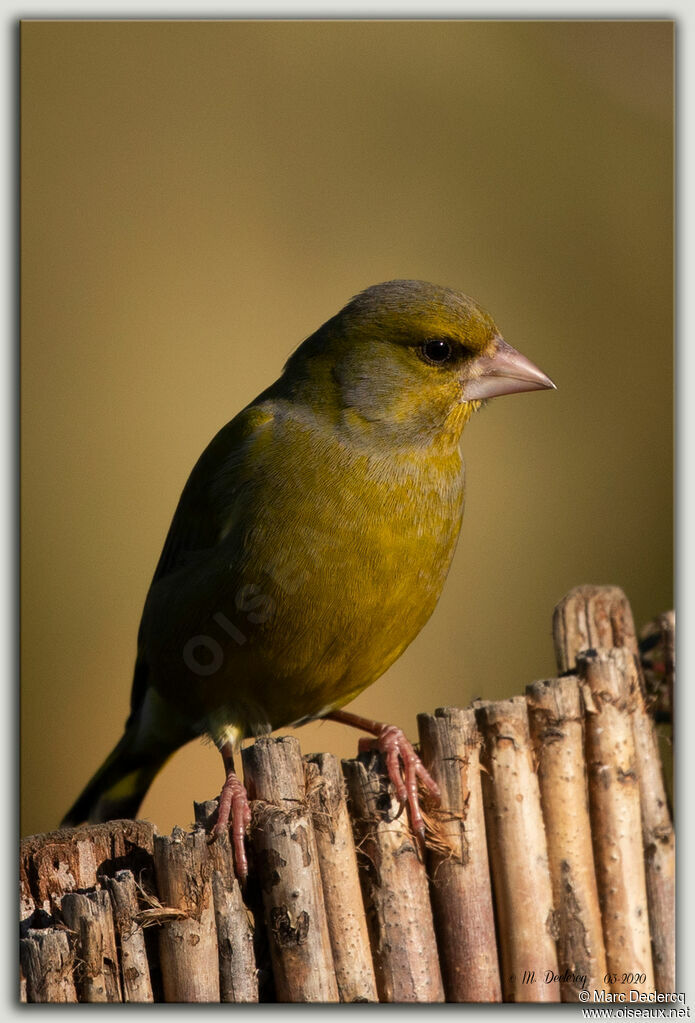 European Greenfinch