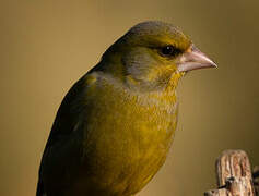 European Greenfinch