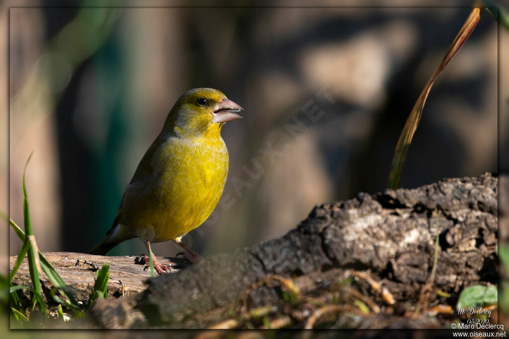 European Greenfinch