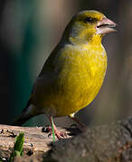 European Greenfinch