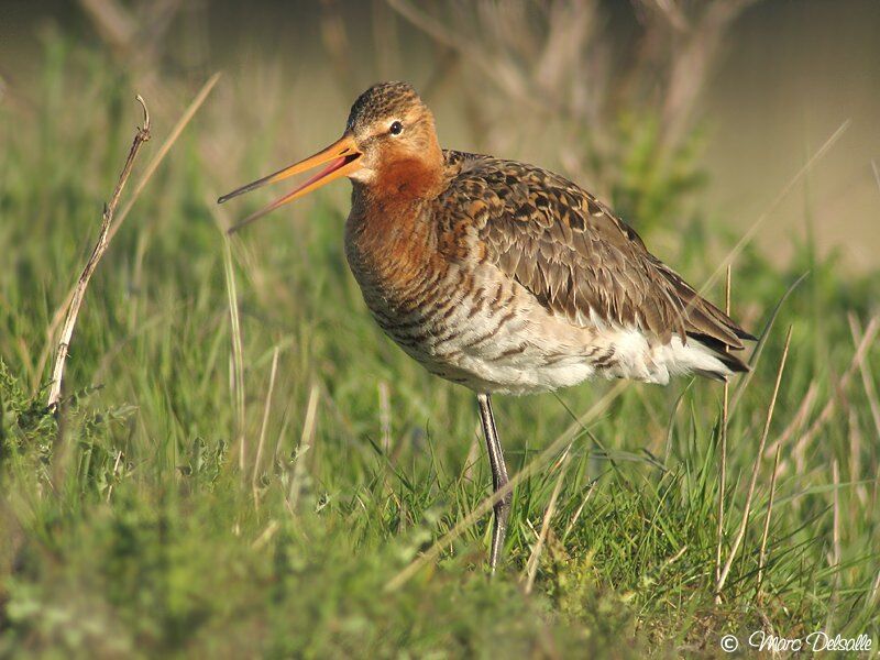 Black-tailed Godwit