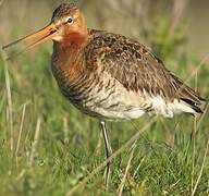 Black-tailed Godwit