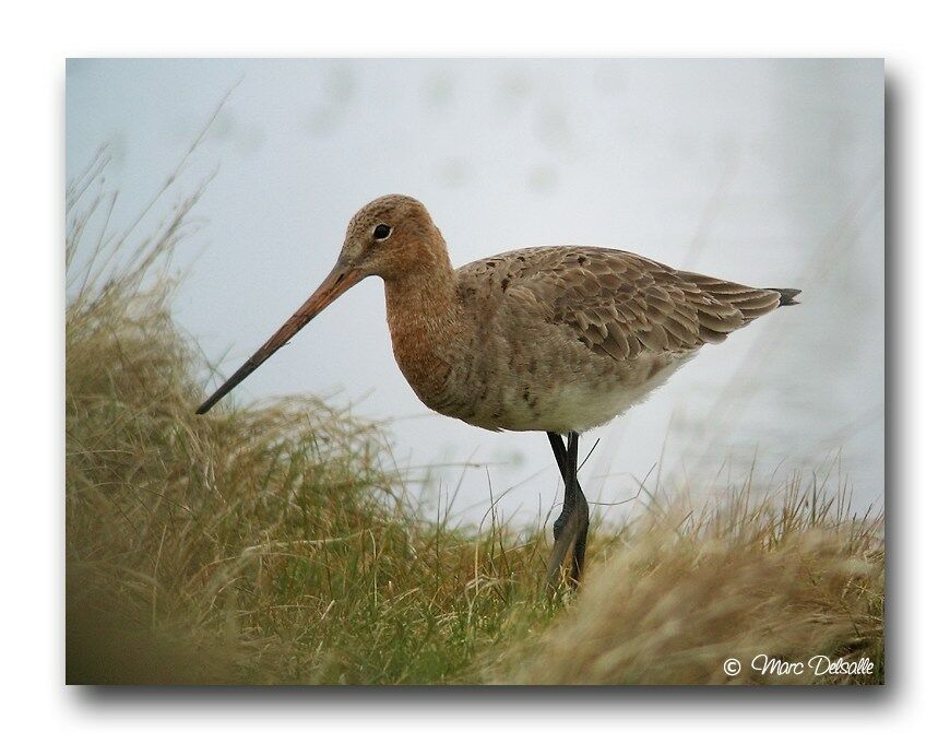 Black-tailed Godwitadult post breeding