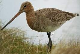 Black-tailed Godwit