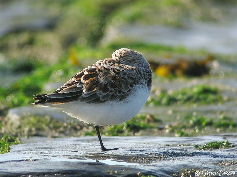 Sanderlingadult breeding