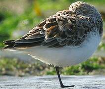 Bécasseau sanderling