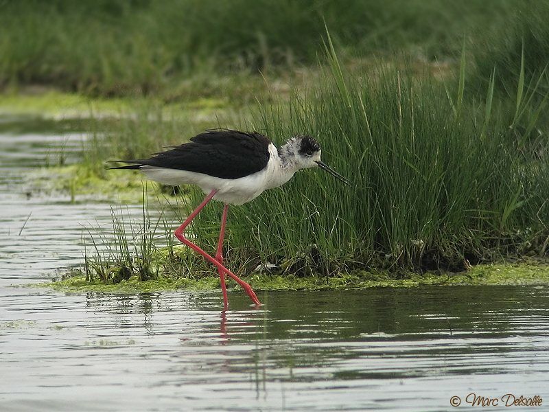 Black-winged Stilt male adult breeding