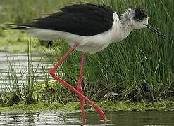 Black-winged Stilt