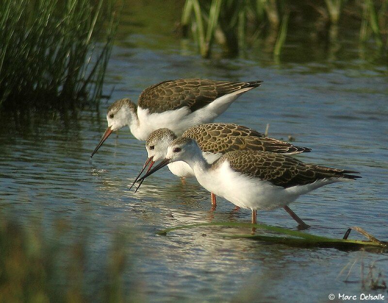 Black-winged StiltFirst year