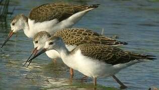 Black-winged Stilt