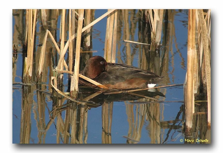 Ferruginous Duck female adult