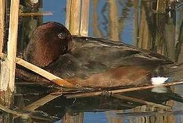 Ferruginous Duck