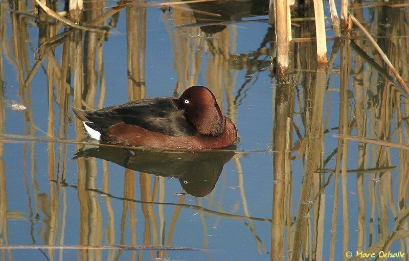 Ferruginous Duck male adult breeding