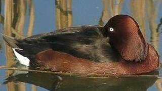 Ferruginous Duck