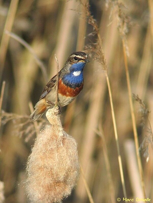 Bluethroat