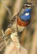 Bluethroat