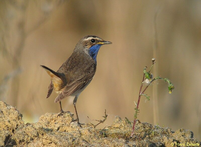 Bluethroat male adult breeding