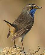 Bluethroat