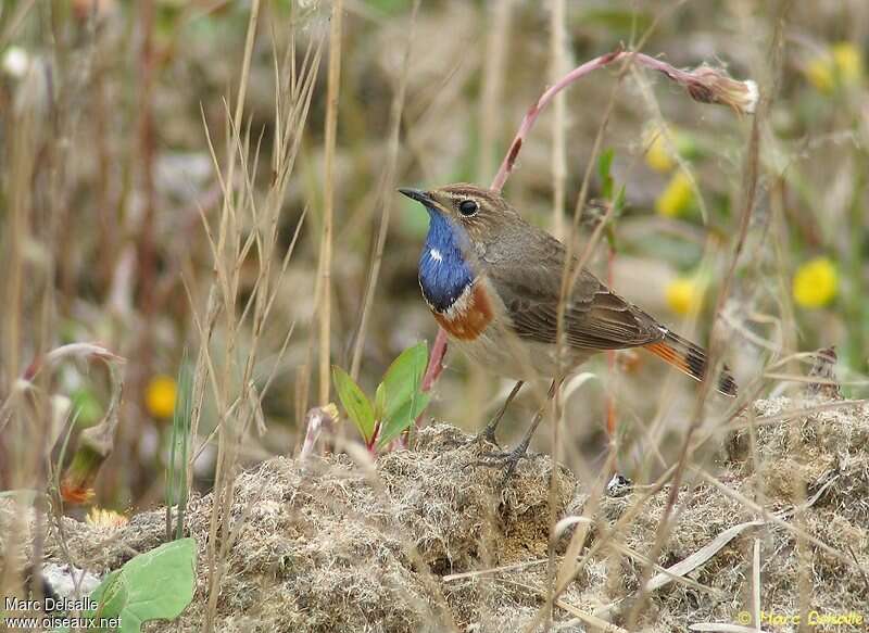 Bluethroat male adult breeding