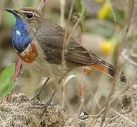 Bluethroat