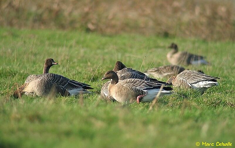 Pink-footed Goose