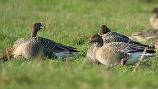 Pink-footed Goose