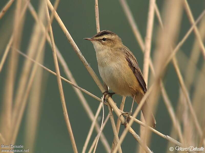 Sedge Warbleradult breeding, habitat, pigmentation