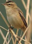 Sedge Warbler