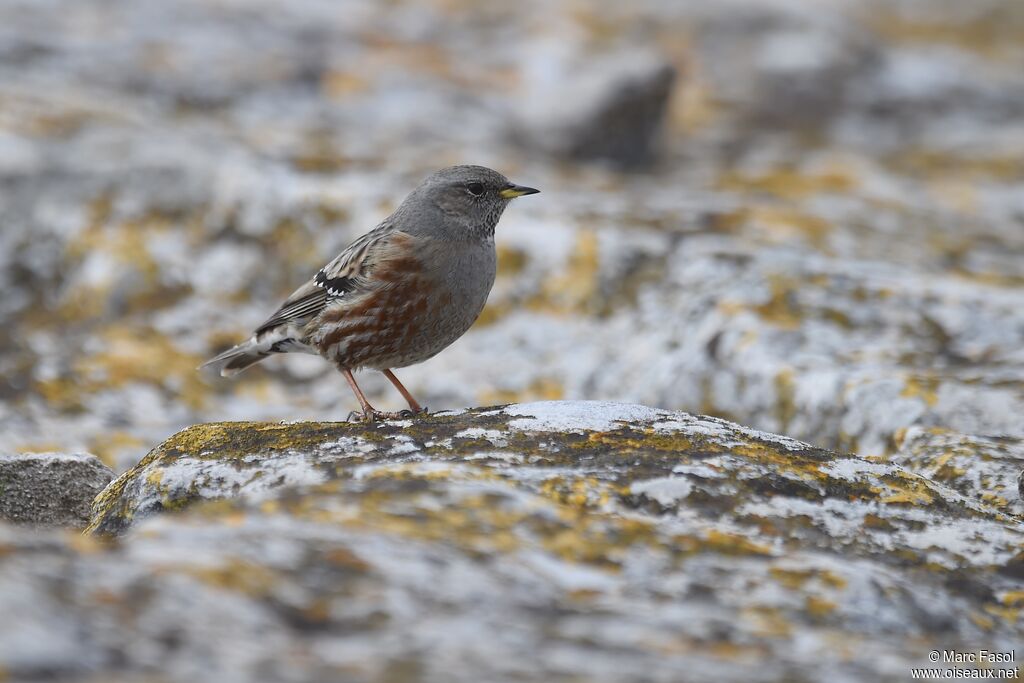 Accenteur alpinadulte internuptial, identification