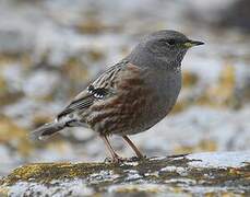 Alpine Accentor