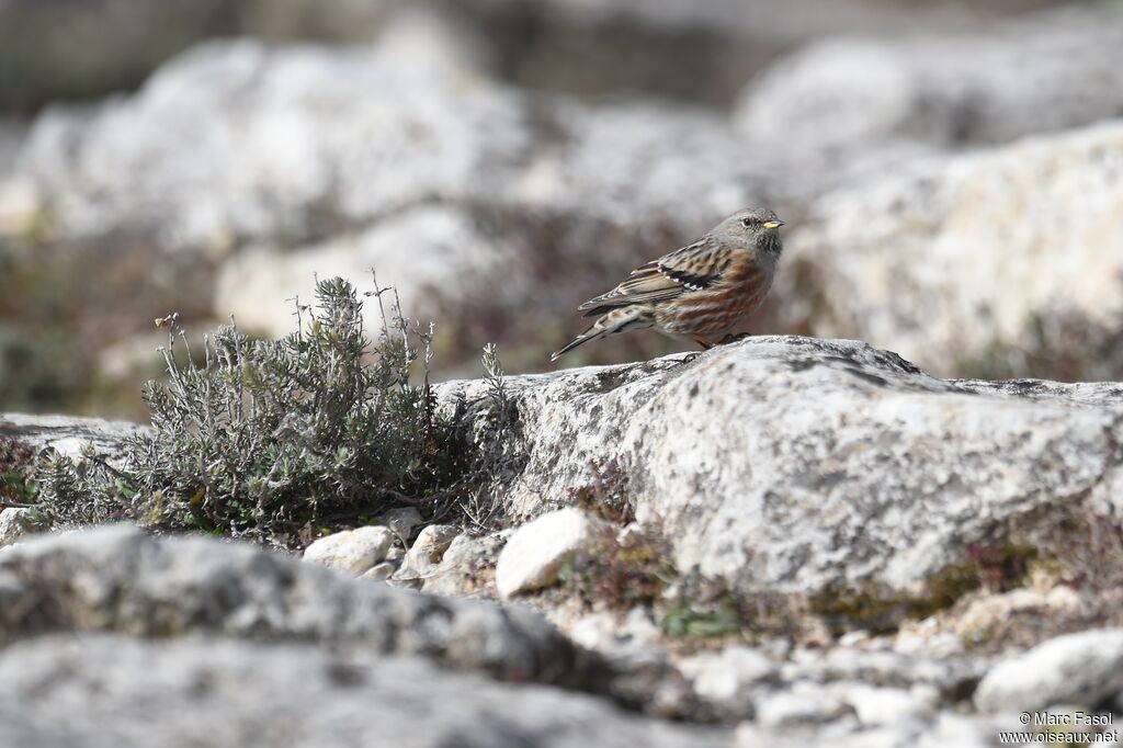 Accenteur alpinadulte internuptial, identification