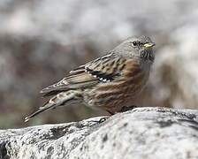 Alpine Accentor