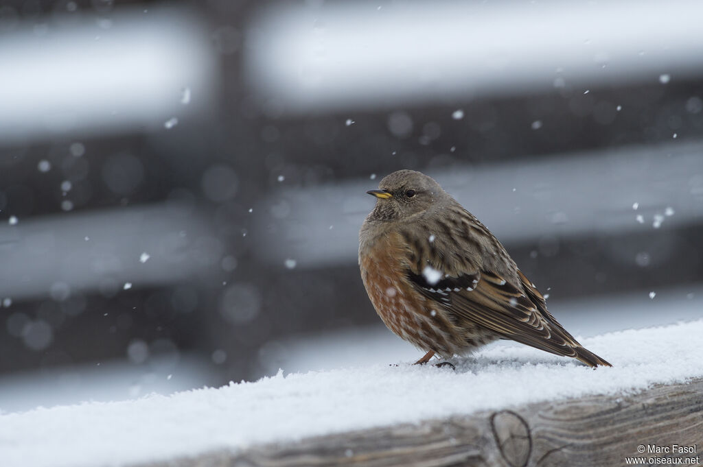 Alpine Accentoradult, identification