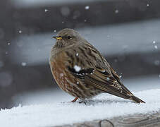 Alpine Accentor