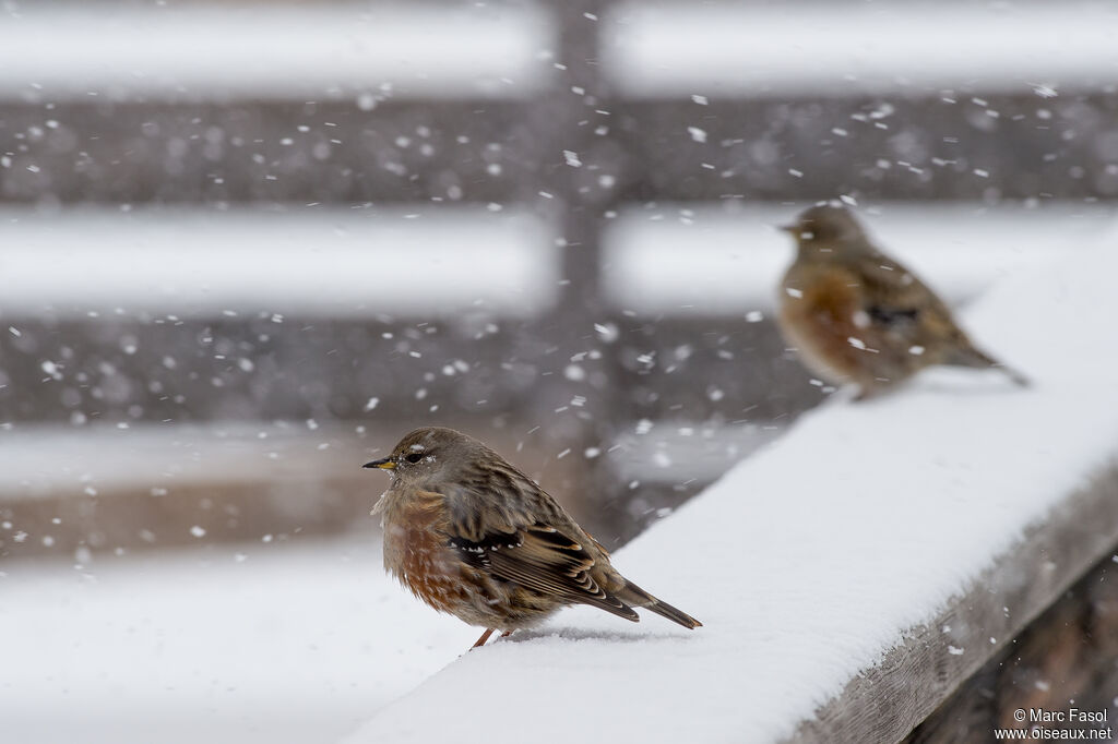 Alpine Accentor