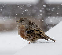 Alpine Accentor