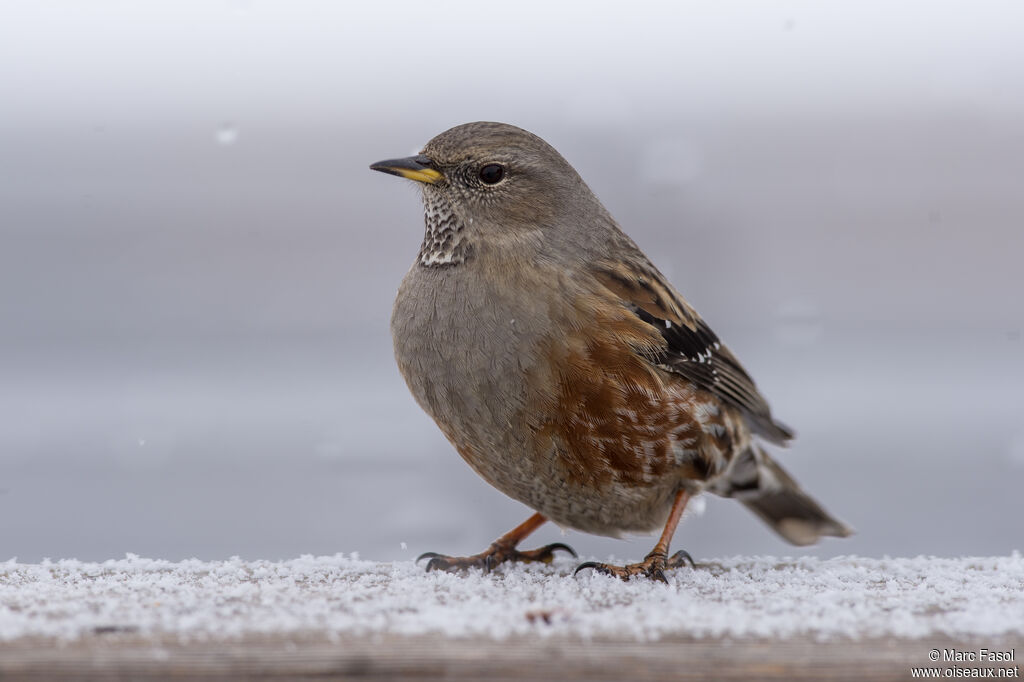 Alpine Accentoradult, identification