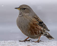 Alpine Accentor