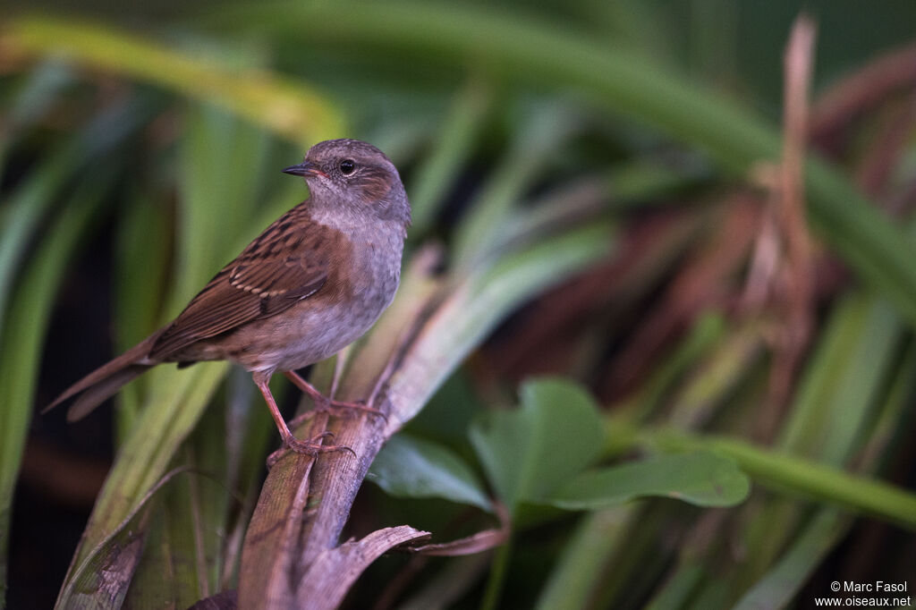 Dunnockadult, identification