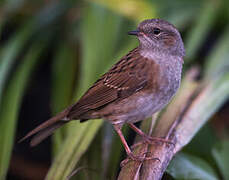 Dunnock