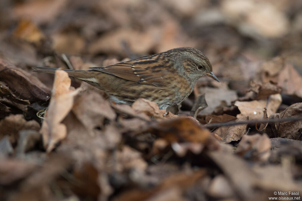 Accenteur mouchetadulte, identification, camouflage