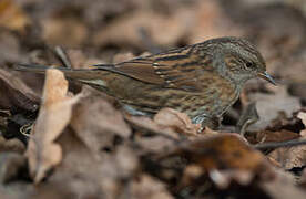 Dunnock