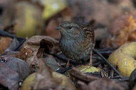 Dunnock