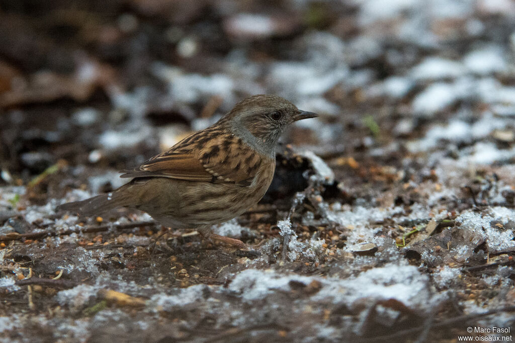 Dunnockadult, identification